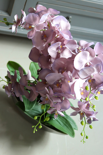 efektowny storczyk Wrzosowy Laos w lustrzanej donicy, wys.62cm 