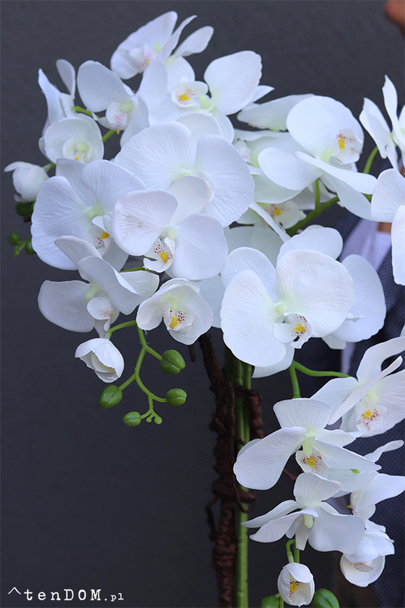 bardzo duży storczyk Emilie Grande New w białej donicy, wys.105cm