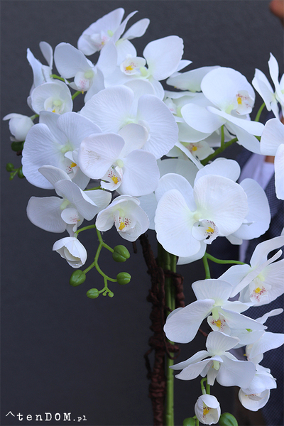 bardzo duży storczyk Emilie Grande New w białej donicy, wys.105cm