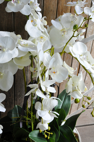 ogromny storczyk w aluminiowej donicy Kielich wys. ok.100cm