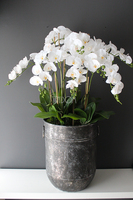 bardzo duży storczyk Grigio Grande, wys.118cm