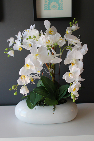 Nuria gumowy storczyk w owalnej donicy, wys.55cm