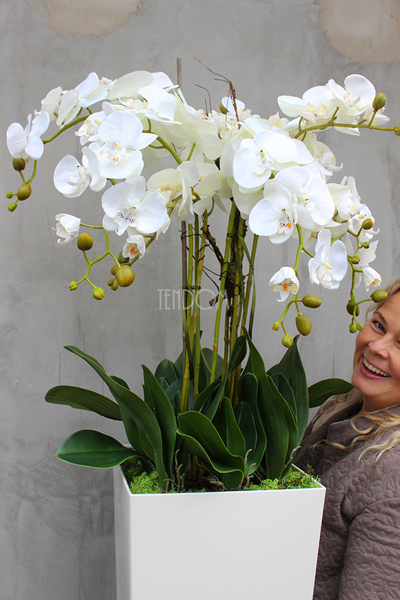 duży storczyk Mediolan Grande w białej donicy, wys.125cm