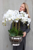 Srebrna Weranda, elegancki storczyk w wazonie Glamour, wys.74cm