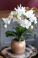 Golden Ariel, storczyk w złotym naczyniu, wys.60cm