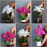 bogaty storczyk w ceramicznej misie, Fuksja Pollena, wys.65cm