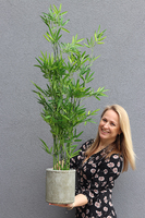 sztuczny bambus w donicy Renite, wys.122cm