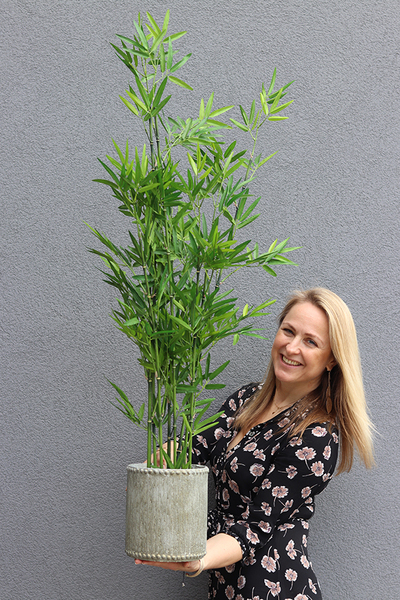 sztuczny bambus w donicy Renite, wys.122cm