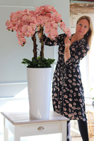 bardzo duży storczyk w białej donicy, Mediolan Pudrowy, wys.130cm