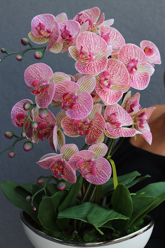 Bajlando Granada, różowy storczyk tygrysi w białej donicy glamour, wys.57cm