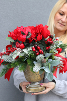 Cyklamenia Reddine, świąteczna kompozycja w pucharze, wys.40cm