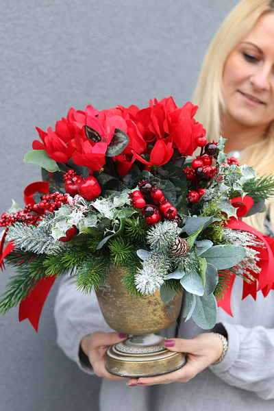 Cyklamenia Reddine, świąteczna kompozycja w pucharze, wys.40cm