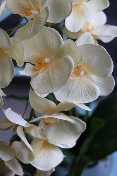 jasnokremowy storczyk Renaro w srebrnej donicy, wys.53cm