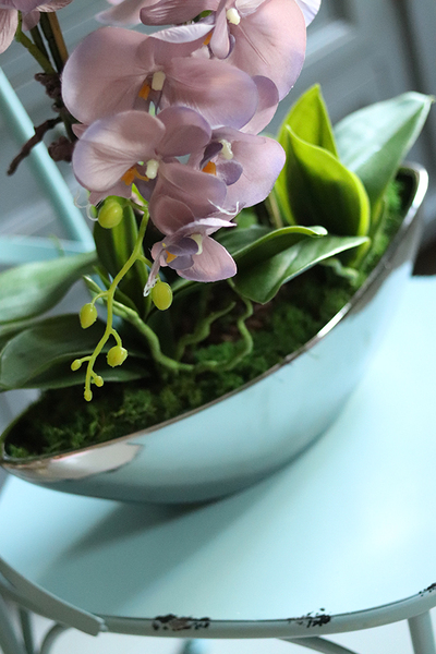 efektowny storczyk Wrzosowy Laos w lustrzanej donicy, wys.62cm 