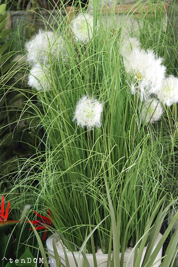 Dandelion Light, trawa w podświetlanej donicy z dmuchawcami, wys. 190cm