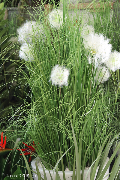 Dandelion Light, trawa w podświetlanej donicy z dmuchawcami, wys. 190cm