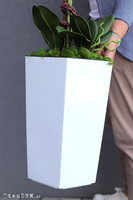 bardzo duży storczyk Emilie Grande New w białej donicy, wys.105cm