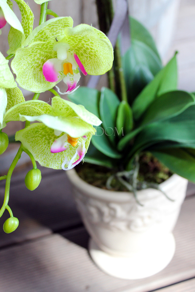 jasnozielony silikonowy storczyk Green House, wys.62cm