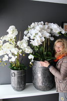 bardzo duży storczyk Grigio Grande, wys.118cm