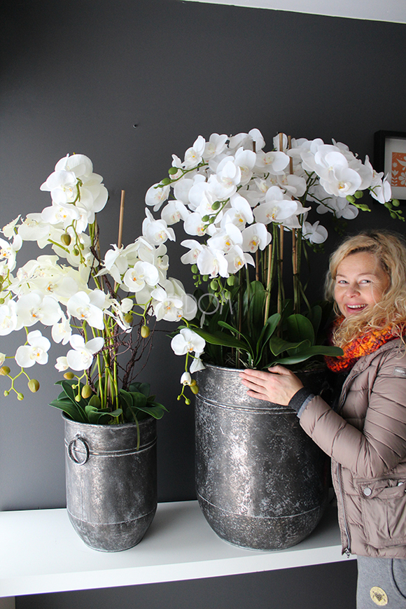 bardzo duży storczyk Grigio Grande, wys.118cm