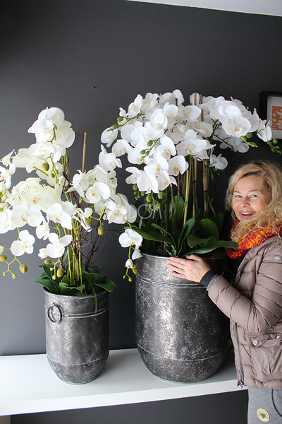 bardzo duży storczyk Grigio Grande, wys.118cm