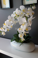 Nuria gumowy storczyk w owalnej donicy, wys.55cm