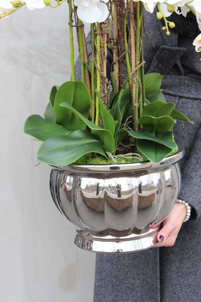 Srebrna Weranda, elegancki storczyk w wazonie Glamour, wys.74cm