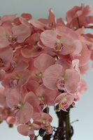 bardzo duży storczyk w białej donicy, Mediolan Pudrowy, wys.130cm