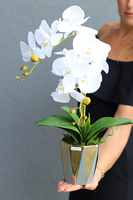 Goldin, elegancki storczyk w szaro-złotej osłonce, wys.50cm