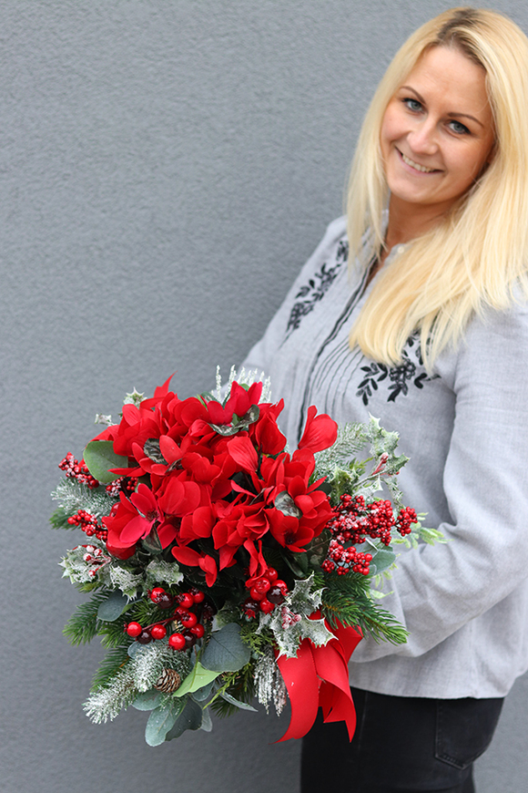 Cyklamenia Reddine, świąteczna kompozycja w pucharze, wys.40cm