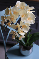 jasnokremowy storczyk Renaro w srebrnej donicy, wys.53cm