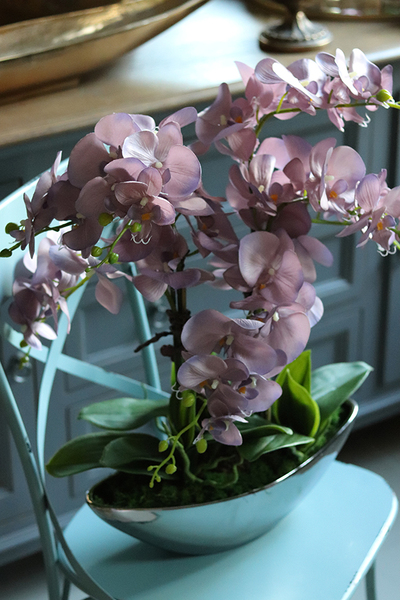 efektowny storczyk Wrzosowy Laos w lustrzanej donicy, wys.62cm 