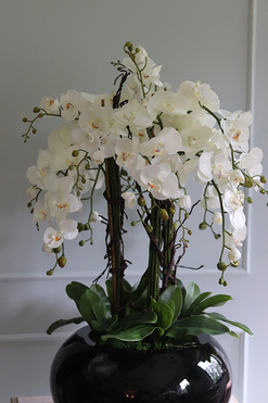 bardzo duży storczyk Grande Belezza 2, wys.93cm 