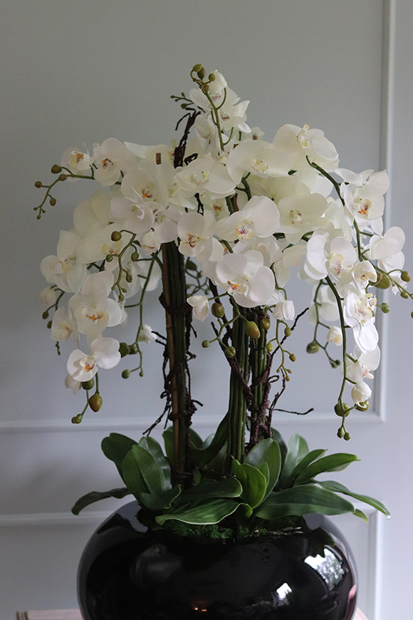 bardzo duży storczyk Grande Belezza 2, wys.93cm 