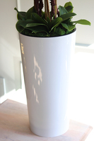 bardzo duży storczyk w białej donicy, Mediolan Pudrowy, wys.130cm