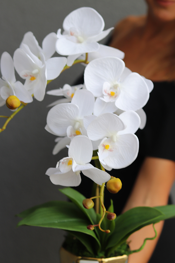 Goldin, elegancki storczyk w szaro-złotej osłonce, wys.50cm