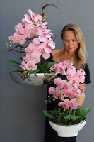 Bajlando Granada, różowy storczyk tygrysi w białej donicy glamour, wys.57cm