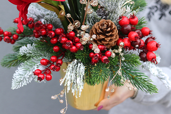 Cyklamenia Reddine, świąteczna kompozycja w pucharze, wys.40cm