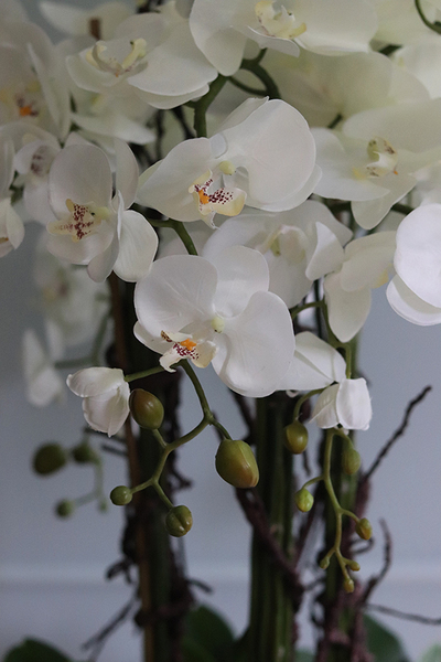 bardzo duży storczyk Grande Belezza 2, wys.93cm 