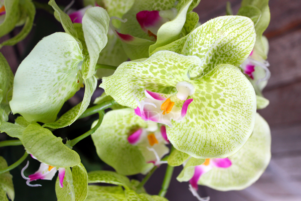 jasnozielony silikonowy storczyk Green House, wys.62cm