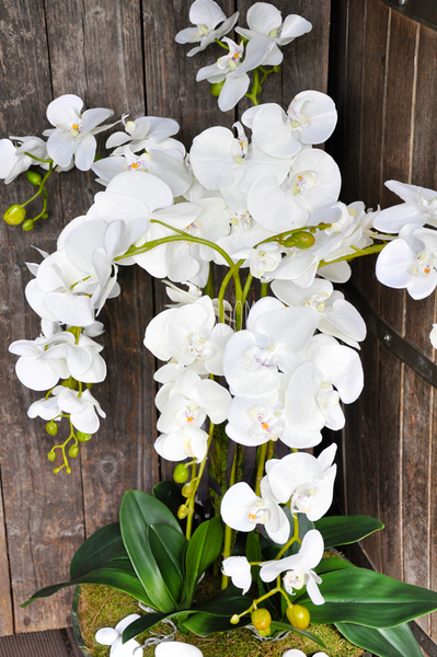 ogromny storczyk w aluminiowej donicy Kielich wys. ok.100cm