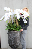 bardzo duży storczyk Grigio Grande, wys.118cm