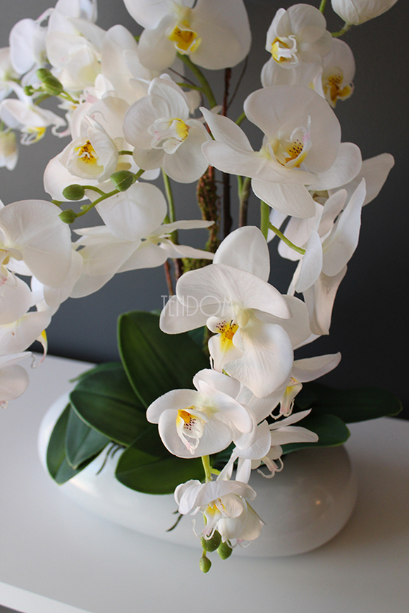 Nuria gumowy storczyk w owalnej donicy, wys.55cm