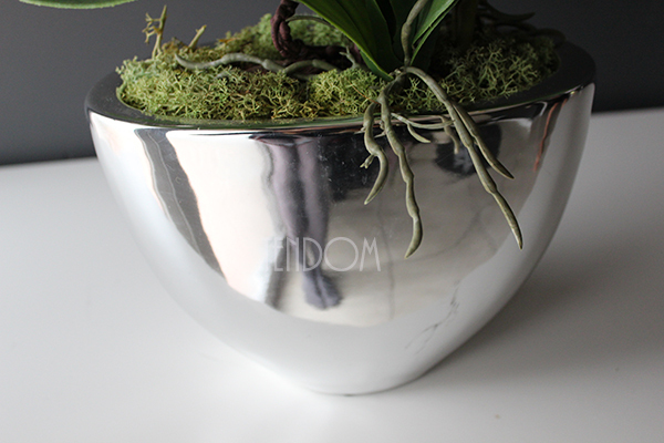 śliczny storczyk Cinderella Silver w srebrnej donicy, wys.50cm