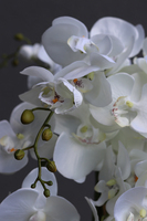 Design Toupe, efektowny storczyk w nowoczesnej donicy, wys.73cm