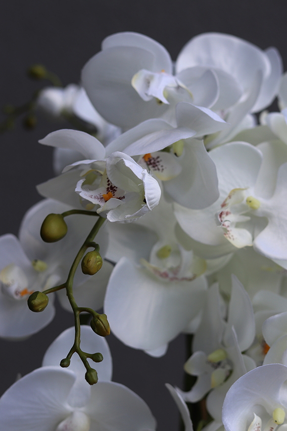 Design Toupe, efektowny storczyk w nowoczesnej donicy, wys.73cm