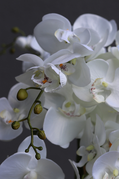 Design Toupe, efektowny storczyk w nowoczesnej donicy, wys.73cm