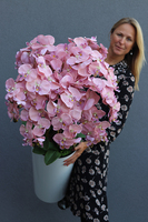 bardzo duży storczyk w białej donicy, Mediolan Pudrowy, wys.130cm