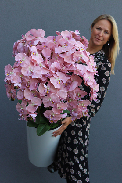 bardzo duży storczyk w białej donicy, Mediolan Pudrowy, wys.130cm