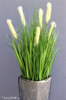 elegancka trawa w lustrzanej donicy, Silver Luck, wys.150cm